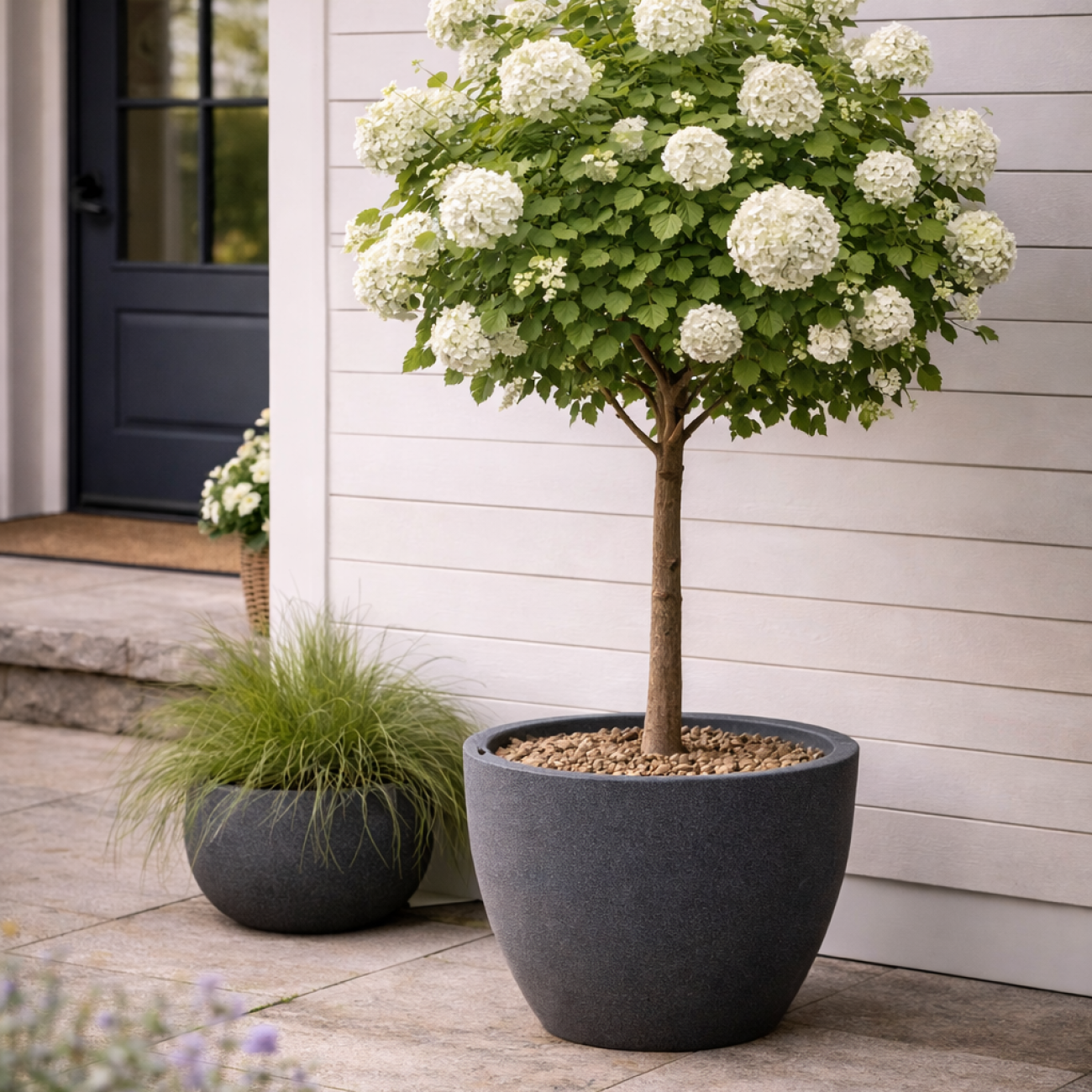 Obrázok Kalina anglická (Viburnum carlcephalum) - výška 130-150, kont. C4L - NA KMIENKU